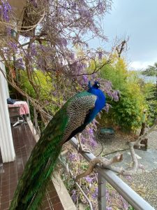 Gallery_'NATURA e BENESSERE'_6
